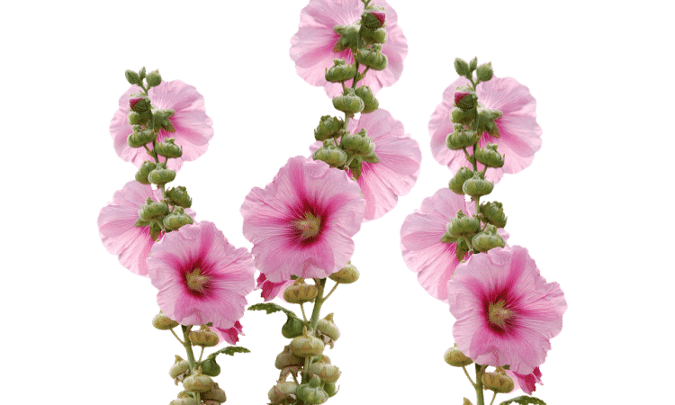 Hollyhock Planting Guide: Growing Perennial Flowers