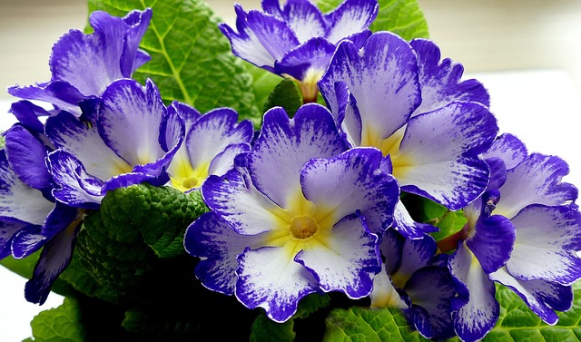 Hollyhock and Primrose Planting Guide: Growing Perennial Flowers